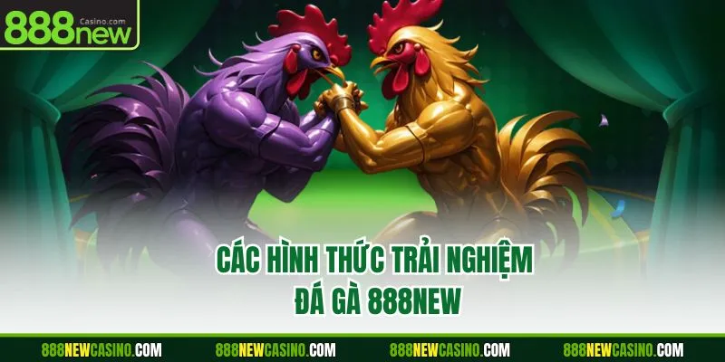 Các hình thức trải nghiệm đá gà 888NEW